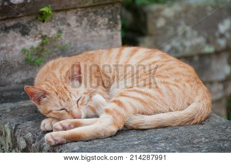 Gingle orange small cat sleeping on a stone wall fence