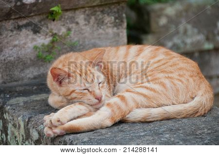 Gingle orange small cat sleeping on a stone wall fence