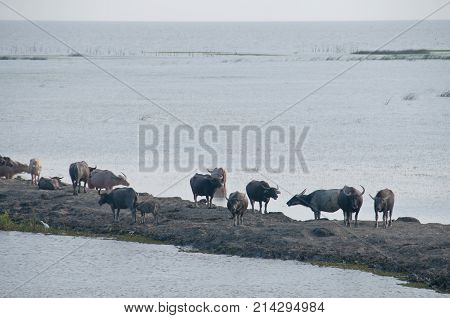 Herd of water buffalo in Southern Thailand