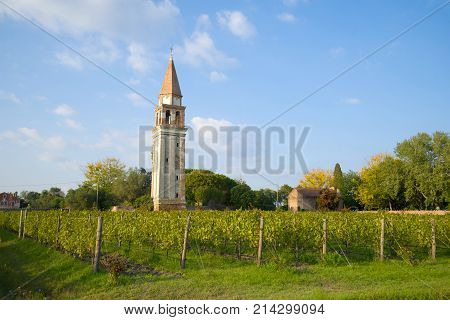 Vineyard and the old bell tower on the Mazzorbo island. Venice, Italy