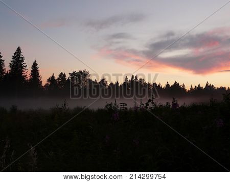 Foggy summer early morning near the forest