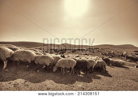 Shepherd Drives On The Mountain Route An Attara Of Sheep, The Desert Mountain Area, Azerbaijan