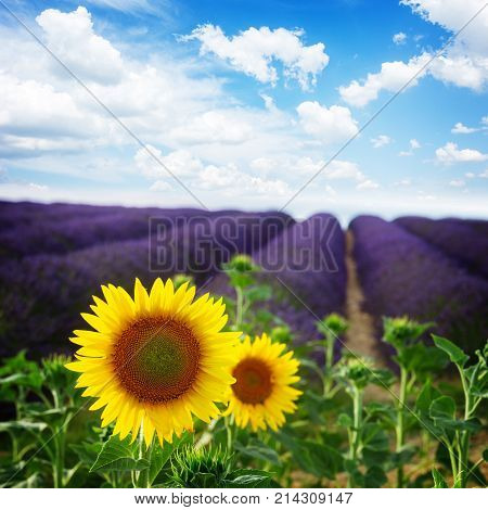 Sunflower and Lavender flowers field under blue sky, Provence, France, retro toned