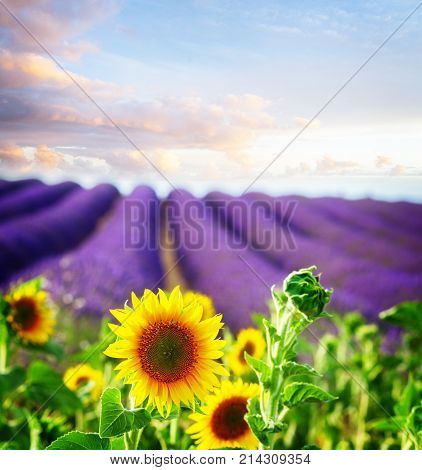 Sunflowers and rows of Lavender flowers, summer field at sunrise, France, retro toned