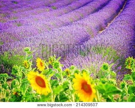 Sunflowers and rows of Lavender summer field close up, France, retro toned