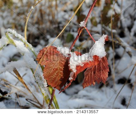 Red black berry leaves under the snow