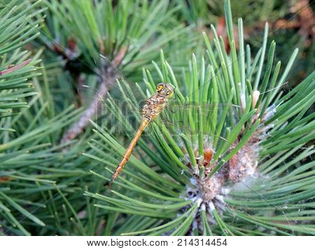 Summer. Forest. Yellow dragonfly on green needles of the pine branches