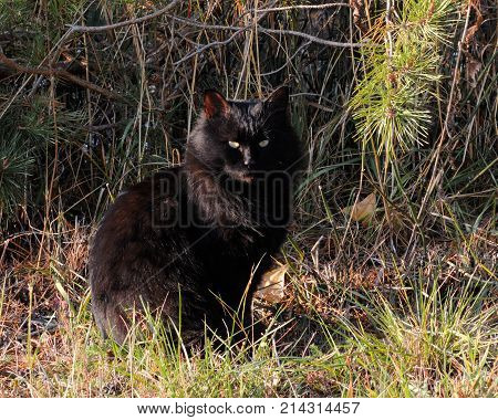 A large feral black cat in the woods