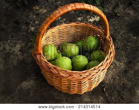 Brown basket with many green walnuts. Fall harvest of fruits in pottle