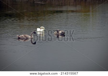 Graceful Swans Swim In The Lake