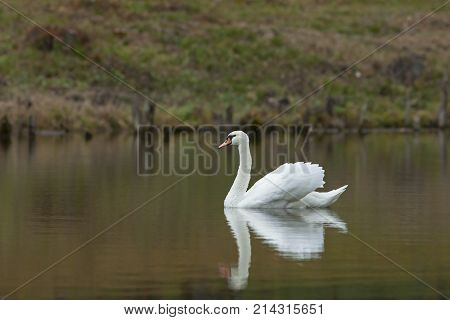 Graceful White Swan Swimming In The Lake