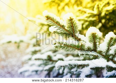 Winter with green spruice tree in fallen snow, retro toned