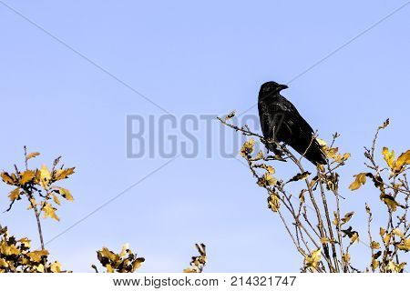 Wild raven in park - Bedfont Lakes Country Park, London