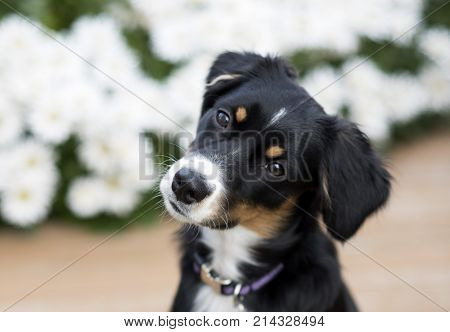 this is an image of my Mini Australian Shepherd puppy
