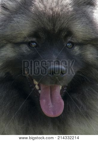Close up on Keeshound purebreed dog face