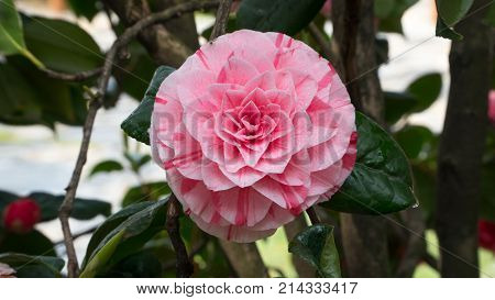 Blooming flower of Camellia perfectly represents the spring and summer seasons.