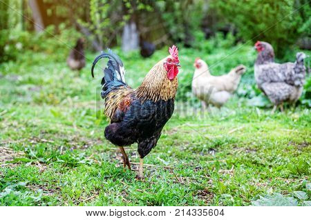Beautiful Healthy Cockerel Walking On Green Grass. Concept Bird