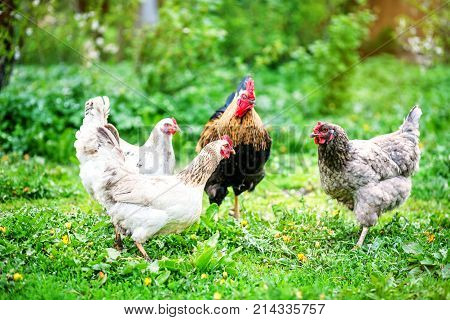 Colored Chickens And Rooster. Concept Bird Farm.
