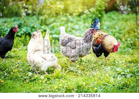 One Rooster Grazing In The Meadow With Chicken. Concept Bird Far