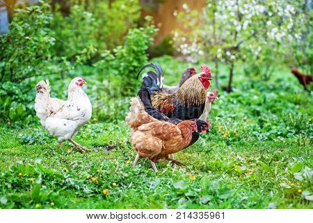 Colored Chickens And Rooster Walking On The Lawn. Concept Bird F