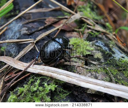 Forest. Black shiny beetle beetle on a log covered with green moss and dry grass