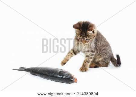 Pretty kitten looks at a labrax fish on a white background