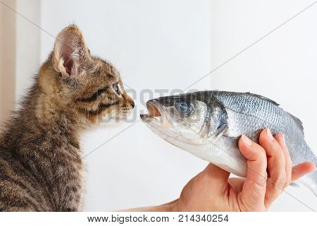 Female hand offers a pretty kitten a labrax fish