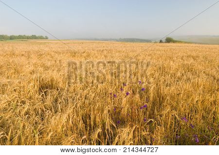 A clear sunny day. Countryside. Early morning fog in the street. In the frame is a huge field with wheat. Horizontal frame. Photo taken in Ukraine Cherkasy region