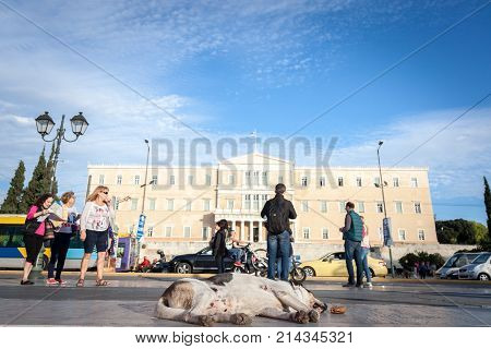 ATHENS GREECE - NOVEMBER 3 2017: Dog sleeping on Syntagma square in front of the Parliament. This square is one of the main landmarks of Athens capital city of Greece