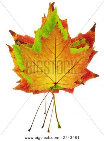 bunte Maple leaves stack