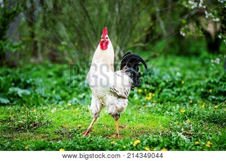White Cock Walking On The Grass. The Concept Is A Poultry Farm.
