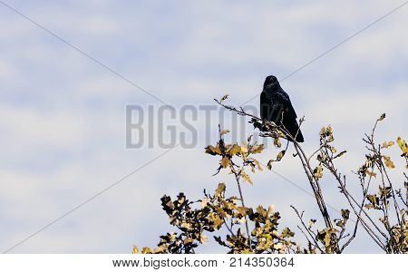 Wild raven in park - Bedfont Lakes Country Park, London