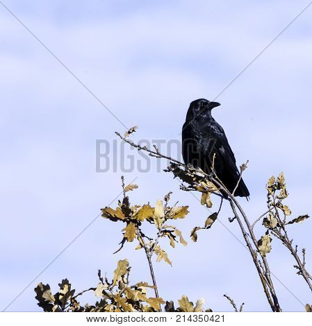 Wild raven in park - Bedfont Lakes Country Park, London