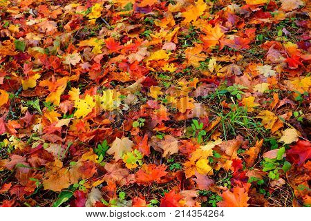 Colorful Autumn Leaves