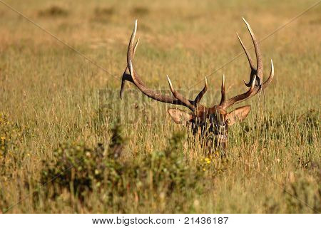 Elk Bull hiding In The Grass