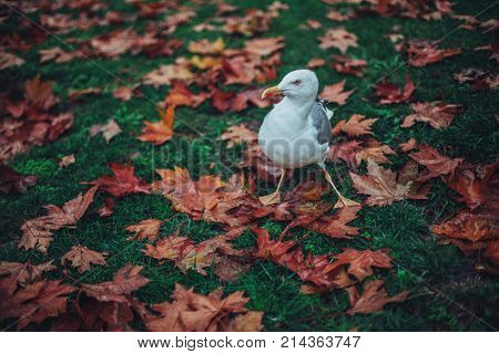 Yellow wet autumn leaves on the grass background.
