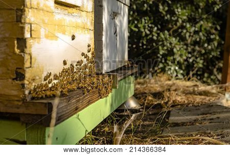 Bees everywhere and in golden light. Bee hives Bees return to the hives during the harvest. Lot of bees fly near a number of beehives. Bee farm San Diego county California