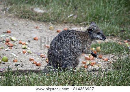 the tammar wallaby is eating a carrot