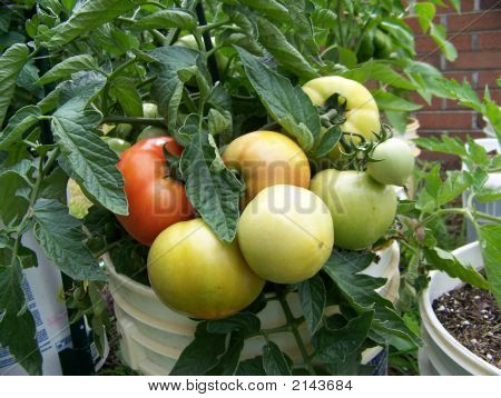 Manojo de tomates