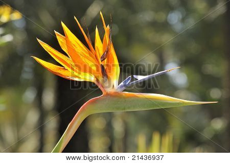 Strelitzia Reginae