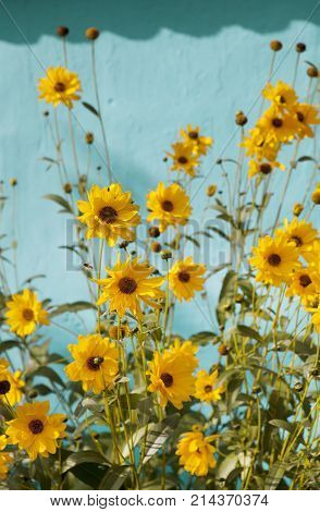 many yellow perennials Sunflowers in front of a blue wall
