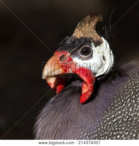 portrait of guinea fowl . In the park in nature