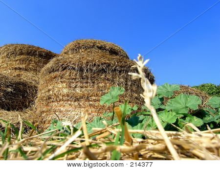 2 겨울을 위한 준비.