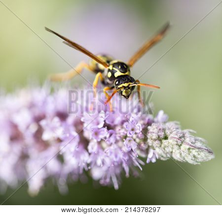 wasp on nature. macro . In the park in nature