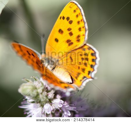beautiful butterfly in nature . In the park in nature