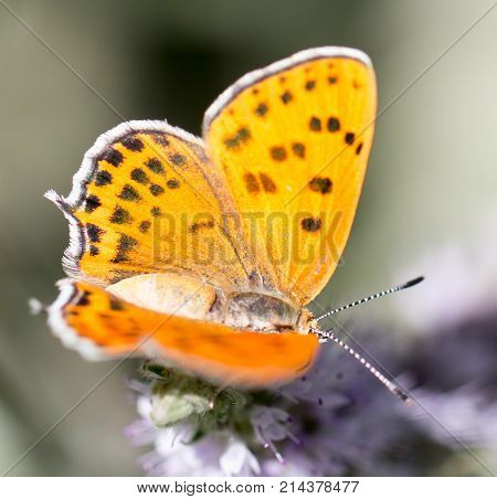 beautiful butterfly in nature . In the park in nature