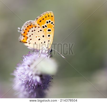 beautiful butterfly in nature . In the park in nature
