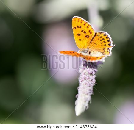 beautiful butterfly in nature . In the park in nature