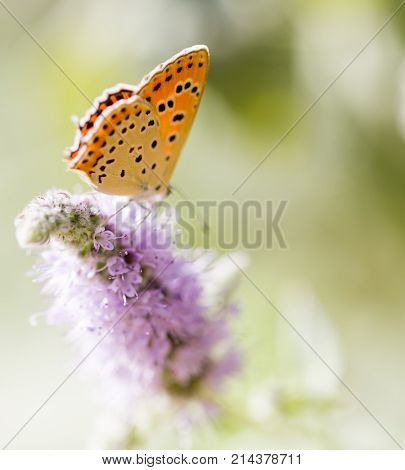 beautiful butterfly in nature . In the park in nature