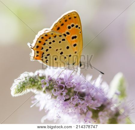 beautiful butterfly in nature . In the park in nature
